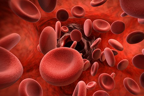 Red blood cells
